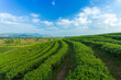 The tea plantations background , Tea plantations in morning light 