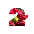 Number 2 cut out shape isolated on white. Silhouette of number two with chrysanthemum flowers cut out of square white background in shades of red, burgundy, yellow.