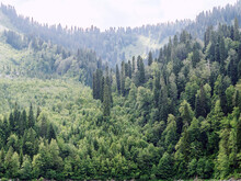 Mixed Green Forest In A Mountain Valley Under A Cloudy Sky In A Light Haze