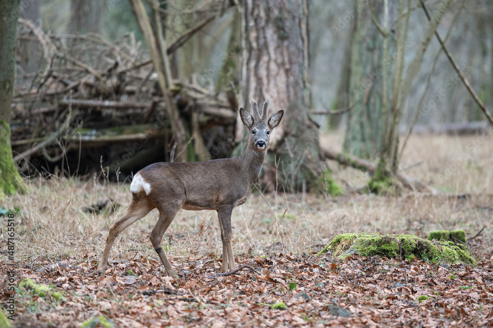 Chevreuil en velours dans une forêt Stock Photo | Adobe Stock
