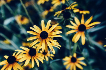 Wall Mural - Many yellow flowers on the bush