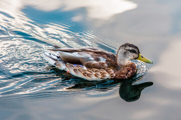 duck on a pond with reflection and water ripples