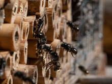 Mason Bees At An Insect Hotel In Spring