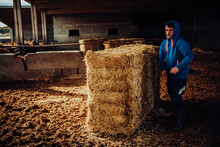 Young Farmer Preparing Straw To Feed The Calves On His Farm