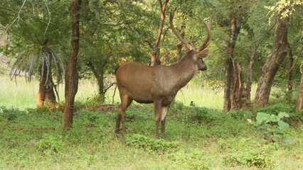 close up shot of male sambar deer or rusa unicolor with big horns or long horns in natural green bac