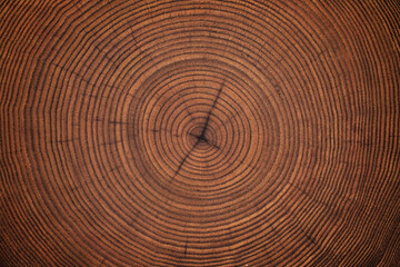 surface a felled tree trunk background, wood texture of annual rings and cracks.