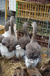 A group of geese in a cage - sale of living geese at a traditional farmers market in Burgundy, France
