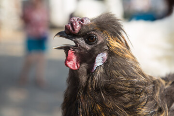 Rare race of brown chicken at a traditional farmer‘s market in Burgundy, France, close up, blurred background