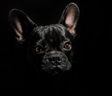 Fototapeta Psy - french bulldog portrait