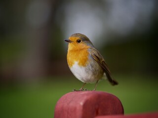 Canvas Print - Robin 