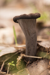 Craterellus cornucopioides horn of plenty Black trumpet, dark brown almost black trumpet-shaped mushroom