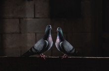 Pair Of Pigeons Sitting In The Dark