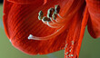 canvas print picture - Nahaufnahme einer Amaryllisblüte