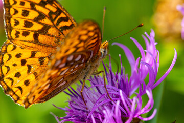 Wall Mural - Great spangled fritillary butterfly on knapweed in New Hampshire.