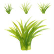 Set of Watercolor green lush grass for spring or summer decoration. Tufts of fresh plants in close up isolated on white. Collection of ecology outdoor blade elements growing in garden or meadows 