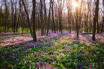 Sticker - Spring glade in forest with flowering Corydalis cava in sunny day undercover of the tree canopy.