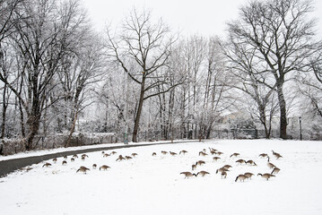 Canvas Print - trees in snow