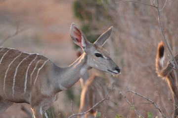 Poster - A close-up shot of an antelope in the nature.