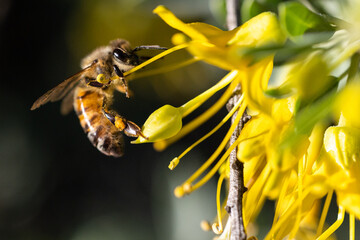 Sticker - A closeup shot of a bee on a yellow flower in a garden