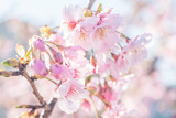 Fototapeta Kwiaty - 桜　満開の桜の花