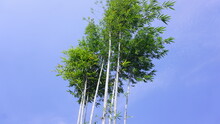 Tall Green Bamboo Trees Against A Natural Blue Sky With White Clouds In The Forest Park.
