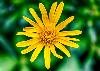 Flor amarilla, margarita,  pétalos, polen, paisaje, naturaleza