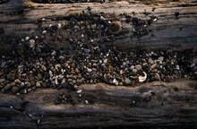 Pebbles And Driftwood