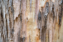Colorful Eucalyptus Bark Background. Eucalyptus Tree Texture. 