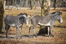 Pair Of Two Zebras Standing Together Outdoors