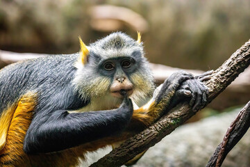 cute looking wolf's mona monkey portrait