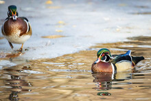 Close Up Cute Pair Of Wood Duck On The Water