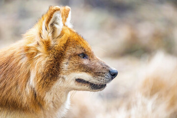 Beautiful dhole wild dog head portrait