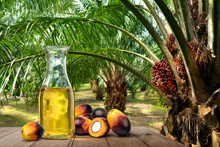 Bottle Of Palm Oil With Palm Plantation Background.