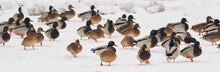 Wild Ducks On The Shore Of The Frozen Pond In The Snow