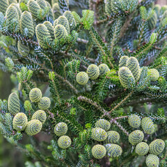 Wall Mural - A branch of Korean fir with cones on blurred background