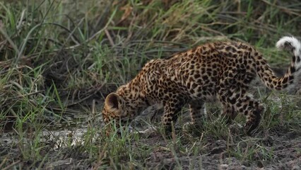 Wall Mural - Medium shot of a tiny leopard cub walking away from its mother to drink from a puddle, Khwai Bostwana.