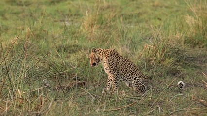Wall Mural - Wide shot of a female leopard looking around while her tiny cub is drinking from a puddle, Khwai Botswana.