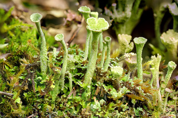 Poster - Tiny cup-shaped green mushrooms growing near the bellows.
