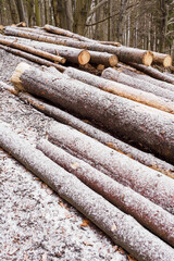 Poster - Spruce trunks on a pile in the forest with a dust of snow.