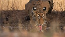 Slow Motion Of Footage Of A A Young Tiger Drinking Water In The Forest