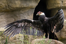 Andean Condor With Open Wings
