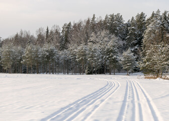 Wall Mural - traditional winter landscape with snowy trees