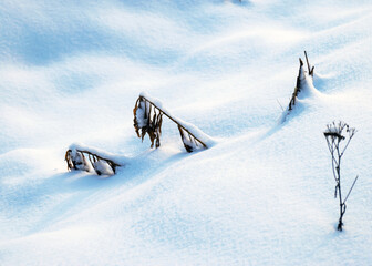 Wall Mural - close-up view of snowy snowy plants, white snow covering the ground