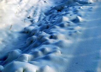 Wall Mural - close-up view of snowy snowy plants, white snow covering the ground