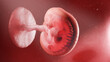 3d rendered illustration of a human embryo - week 5