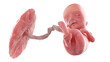 3d rendered medically accurate illustration of a human fetus - week 12