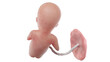 3d rendered medically accurate illustration of a human fetus - week 15