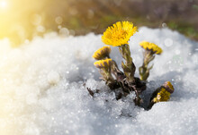 Tussilago Farfara Flowers Under Melting Snow, In The Rays Of The Sun