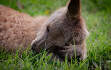 Kangaroo Scratching Its Face