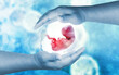 The concept of protecting and supporting the human fetus